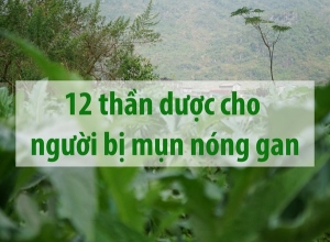 Nóng gan nổi mụn nên uống gì để mát gan, trị mụn đẹp da